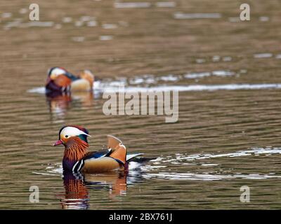 Two male mandarin ducks (Aix galericulata) swimming on a lake at Longshaw Moor in the Peak District National Park, Derbyshire. Stock Photo