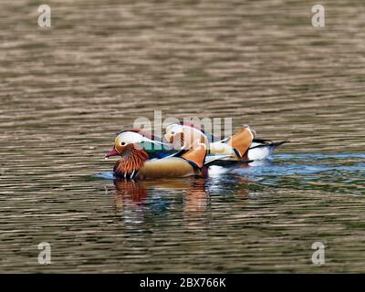 Two male mandarin ducks (Aix galericulata) swimming on a lake at Longshaw Moor in the Peak District National Park, Derbyshire. Stock Photo