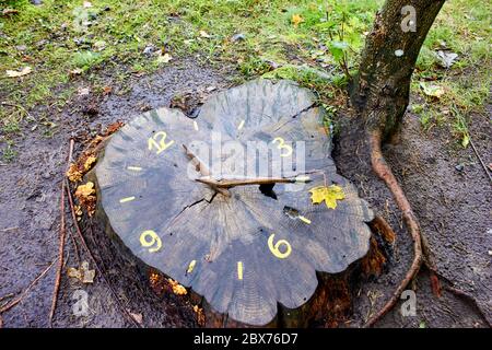 Clock on the stump of old tree Stock Photo