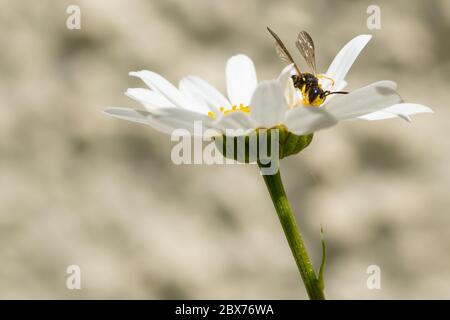Tiny wasp on daisy Stock Photo