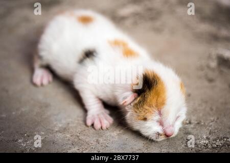 Cute tricolor newborn kitten is sleeping on stone floor. Stock Photo