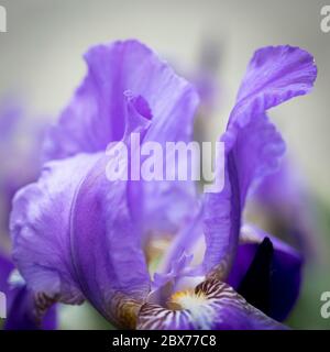 Close-up of a flower of bearded iris (Iris germanica) with rain drops on blurred green natural background. Blue iris flowers are growing in a garden. Stock Photo