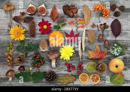 Nature composition in Autumn for botanical study with food, flora and fauna on rustic wood background. Top view. Harvest festival theme. Stock Photo