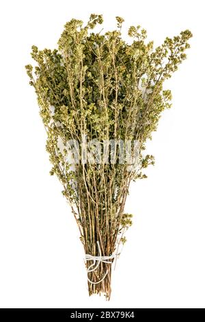 Bunch of dried oregano isolated on white.  Tied with string, top view. Stock Photo