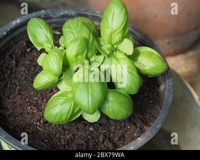 basil scientific name Ocimum basilicum aka Thai basil or sweet