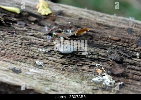 A nail in an old piece of timber wood showing wear Stock Photo