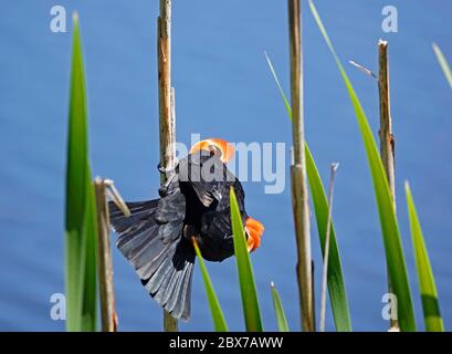 A male, red-winged blackbird perched on a cattail, flashes its wing patches to attract nearby females in mating season, in Sunriver, Oregon, in the Ca Stock Photo