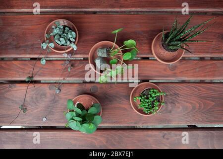 Baby plants in a flowerpot Stock Photo