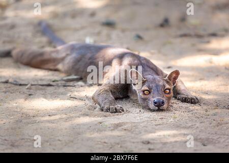 Endemic Madagascar fossa on the ground. High quality photo Stock Photo