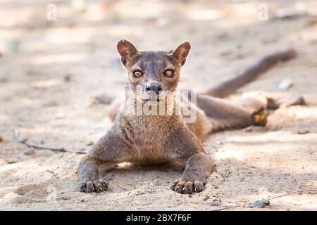 Endemic Madagascar fossa on the ground. High quality photo Stock Photo