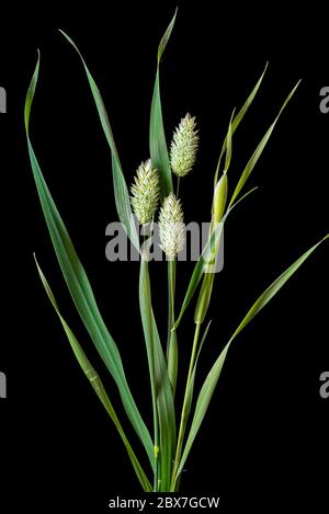 Canary grass (Phalaris canariensis) inflorescences (flower heads). A native grass of the Mediterranean region, grown mostly to supply bird seed market Stock Photo