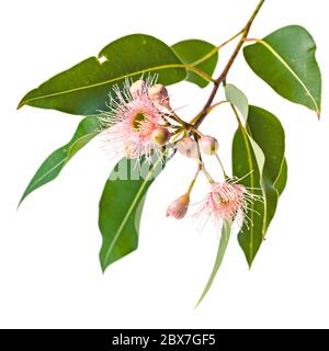 Pink eucalyptus flowers with buds and leaves, isolated on white background. Stock Photo