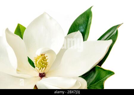 Single Magnolia flower over white background.  Little Gem dwarf variety of magnolia grandiflora. Stock Photo