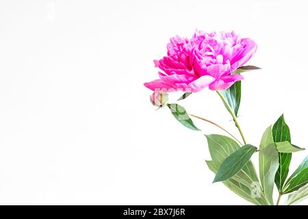 Paeonia lactiflora peony flower and bud isolated on white Stock Photo