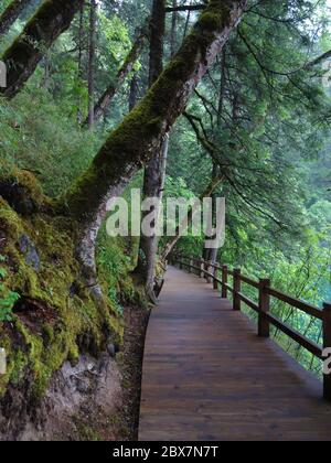 The wood path in the forest in Jiuzhaigou of China Stock Photo