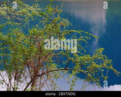 Unknown plants near the blue lake in Jiuzhaigou of China Stock Photo