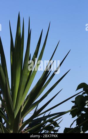 Branch of a native plant of the Mediterranean, known as Margalló or Chamaerops humilis, with copy space on the blue sky Stock Photo
