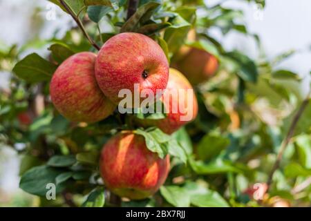 Raw Red Organic Honeycrisp Apples Ready to Eat Stock Photo - Alamy