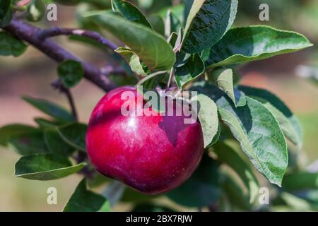 mcintosh apples on the tree branch in autumn farm closeup. Stock Photo