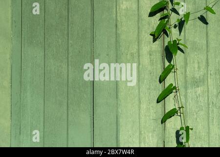 green nature leave on vintage wood painted textured wall with morning sunlight background Stock Photo