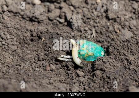 Closeup of corn seed sprouting, germination in soil of cornfield. Agriculture, agronomy and farming concept. Stock Photo