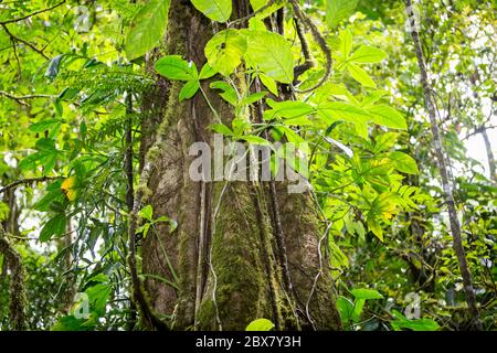 rainforest tree with vines competing for light, water and nitrogen, Sensoria, tropical rainforest reserve, Rincon de la Vieja, Provincia de Alajuela, Stock Photo
