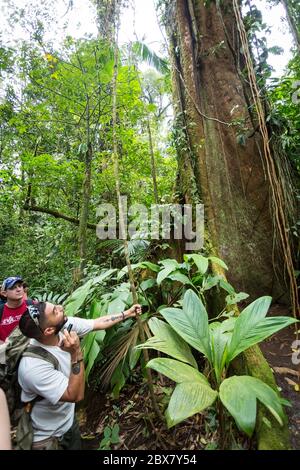 Alan, tour guide with Swiss Travel looking for wildlife in tree communicates with hikers in Sensoria, tropical rainforest reserve, Rincon de la Vieja, Stock Photo