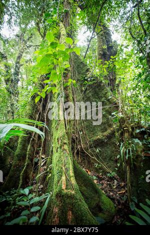 rainforest tree with vines competing for light, water and nitrogen, Sensoria, tropical rainforest reserve, Rincon de la Vieja, Provincia de Alajuela, Stock Photo
