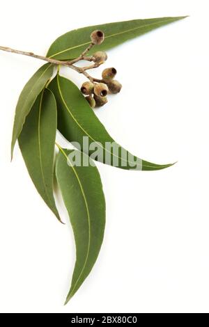 Gum leaves and gum nuts, casting natural shadow on white. Stock Photo