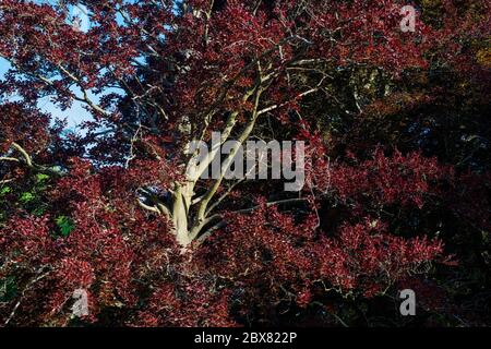 Fagus sylvatica f Purpurea. Copper Beech tree in spring. UK Stock Photo