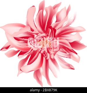 Coral daisy flower on a white background isolated with clipping path. Sunflower closeup, beautiful macro big shaggy flower for graphic design. Dahlia Stock Vector