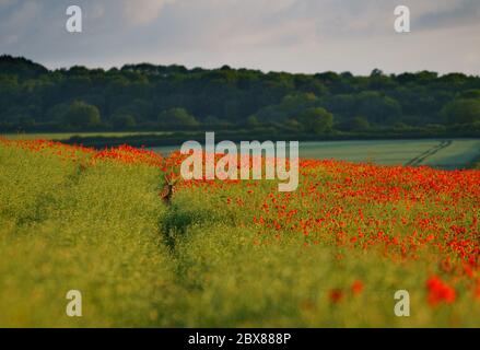 Dorchester, Dorset, UK. 6th June, 2020. UK Weather. A deer wanders through a poppy field as the sunrise shines golden light over the vibrant red poppies in West Dorset. Credit: DTNews/Alamy Live Stock Photo