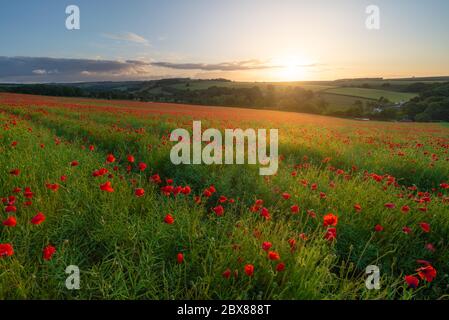 Dorchester, Dorset, UK. 6th June, 2020. UK Weather. Sunrise shines golden light over a vibrant red poppy field in West Dorset. Credit: DTNews/Alamy Live Stock Photo
