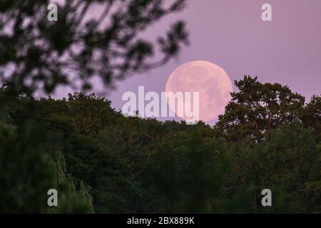 Rickmansworth, UK.  6 June 2020. UK Weather - June's full moon, known as a Strawberry Moon, sets at Rickmansworth Aquadrome in north west London.  June's full moon, according to The Old Farmer's Almanac, was the signal for Native American Algonquin tribes to harvest wild strawberries.  This month's full moon also coincides with a subtle penumbral eclipse, which occurs when the Earth casts a slight shadow over the Moon.     Credit: Stephen Chung / Alamy Live News Stock Photo