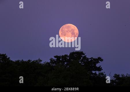 Rickmansworth, UK.  6 June 2020. UK Weather - June's full moon, known as a Strawberry Moon, sets at Rickmansworth Aquadrome in north west London.  June's full moon, according to The Old Farmer's Almanac, was the signal for Native American Algonquin tribes to harvest wild strawberries.  This month's full moon also coincides with a subtle penumbral eclipse, which occurs when the Earth casts a slight shadow over the Moon.     Credit: Stephen Chung / Alamy Live News Stock Photo
