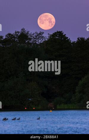 Rickmansworth, UK.  6 June 2020. UK Weather - June's full moon, known as a Strawberry Moon, sets at Rickmansworth Aquadrome in north west London.  June's full moon, according to The Old Farmer's Almanac, was the signal for Native American Algonquin tribes to harvest wild strawberries.  This month's full moon also coincides with a subtle penumbral eclipse, which occurs when the Earth casts a slight shadow over the Moon.     Credit: Stephen Chung / Alamy Live News Stock Photo