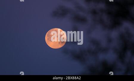 Rickmansworth, UK.  6 June 2020. UK Weather - June's full moon, known as a Strawberry Moon, sets at Rickmansworth Aquadrome in north west London.  June's full moon, according to The Old Farmer's Almanac, was the signal for Native American Algonquin tribes to harvest wild strawberries.  This month's full moon also coincides with a subtle penumbral eclipse, which occurs when the Earth casts a slight shadow over the Moon.     Credit: Stephen Chung / Alamy Live News Stock Photo