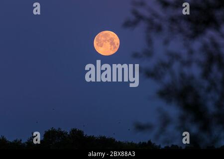 Rickmansworth, UK.  6 June 2020. UK Weather - June's full moon, known as a Strawberry Moon, sets at Rickmansworth Aquadrome in north west London.  June's full moon, according to The Old Farmer's Almanac, was the signal for Native American Algonquin tribes to harvest wild strawberries.  This month's full moon also coincides with a subtle penumbral eclipse, which occurs when the Earth casts a slight shadow over the Moon.     Credit: Stephen Chung / Alamy Live News Stock Photo