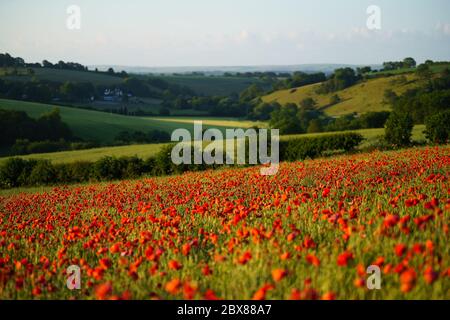 Dorchester, Dorset, UK. 6th June, 2020. UK Weather. Sunrise shines golden light over a vibrant red poppy field in West Dorset. Credit: DTNews/Alamy Live Stock Photo