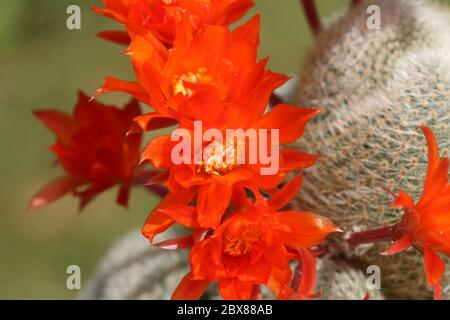 A group of pretty flowering Cactus, Rebutia lima naranja. Stock Photo