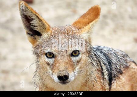 A Black-backed Jackal (Canis mesomelas) looking at the camera at the Cape Cross Seal Reserve on the Skeleton Coast, Namibia. Stock Photo