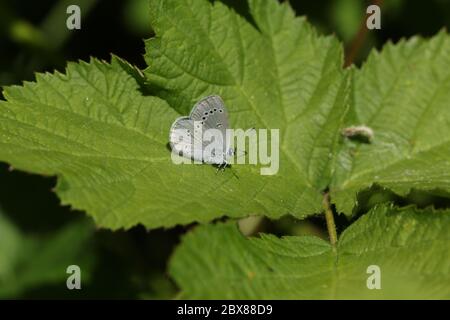 A rare Small Blue Butterfly, Cupido minimus, perching on a bramble leaf. Stock Photo