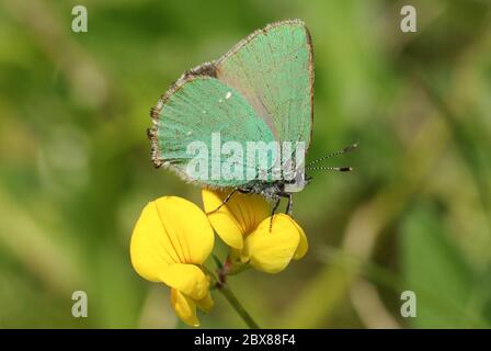 A beautiful Green Hairstreak Butterfly, Callophrys rubi, perching on a Common bird's-foot-trefoil wildflower, Lotus corniculatus, in a field at the ed Stock Photo