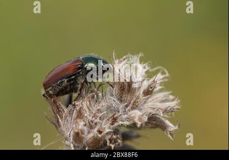 A Garden Chafer Beetle, Phyllopertha horticola, perching on a plant in a meadow. Stock Photo
