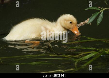 A cute wild yellow duckling swimming on a river in the UK. Stock Photo