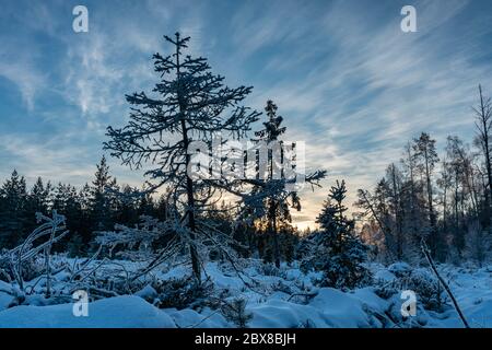 Time when Sunset is almost over at winter forest: old cutting and new fresh are covered by fresh soft white snow. Almost clear blue skies, darker colo Stock Photo