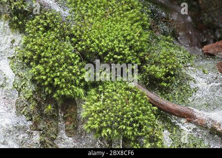 Bartramia pomiformis, the common apple-moss, photographed in winter in Finland Stock Photo