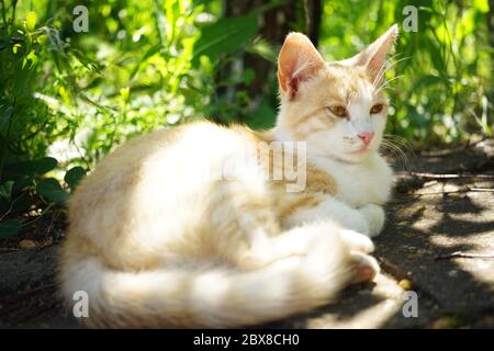 Cute ginger cat resting in a spring garden. Stock Photo