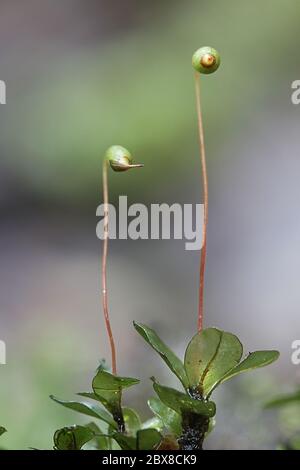 Rhizomnium magnifolium, a leafy moss with spore capsules in the family Mniaceae, Stock Photo