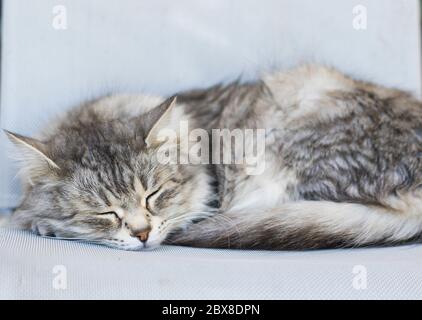 Long haired cat sleeps on a chair, siberian breed female gender Stock Photo